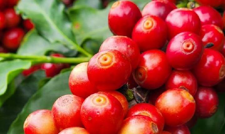 Exportações do agro mineiro somam US$ 3,93 bilhões no primeiro trimestre de 2026