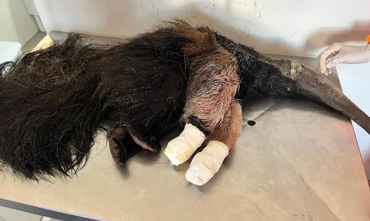 Tamanduá-bandeira atacado por cães é resgatado e levado para centro especializado