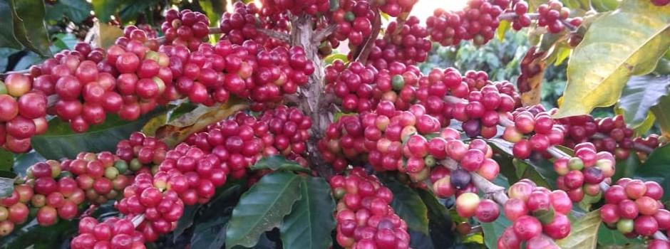 Araxá foi a segunda cidade com mais exportações em Minas Gerais no primeiro trimestre