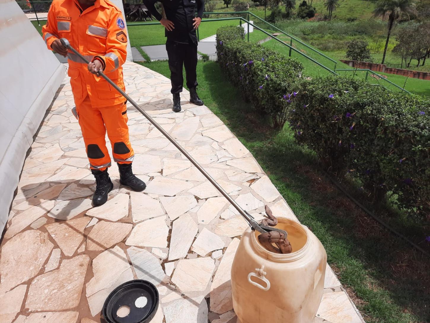 Jiboia de 60cm é encontrada em condomínio de Araxá