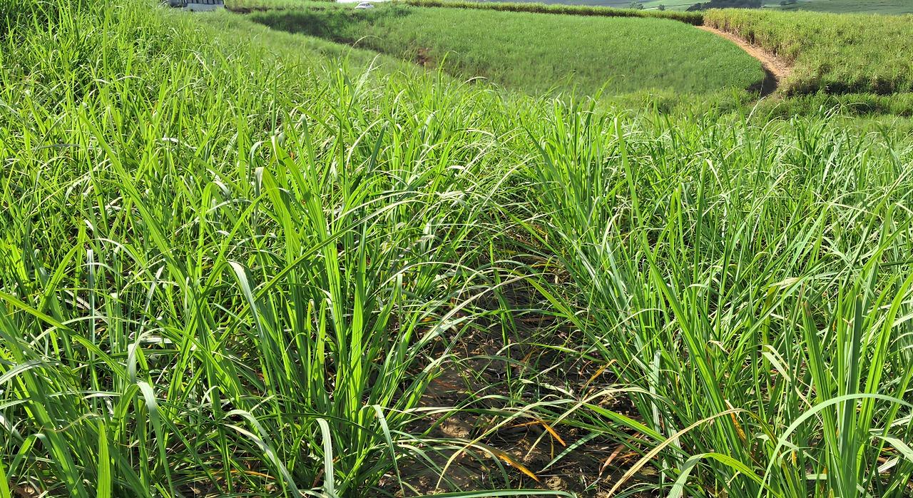 Potencial da cana-de-açúcar impulsiona segmento de nutrifisiologia