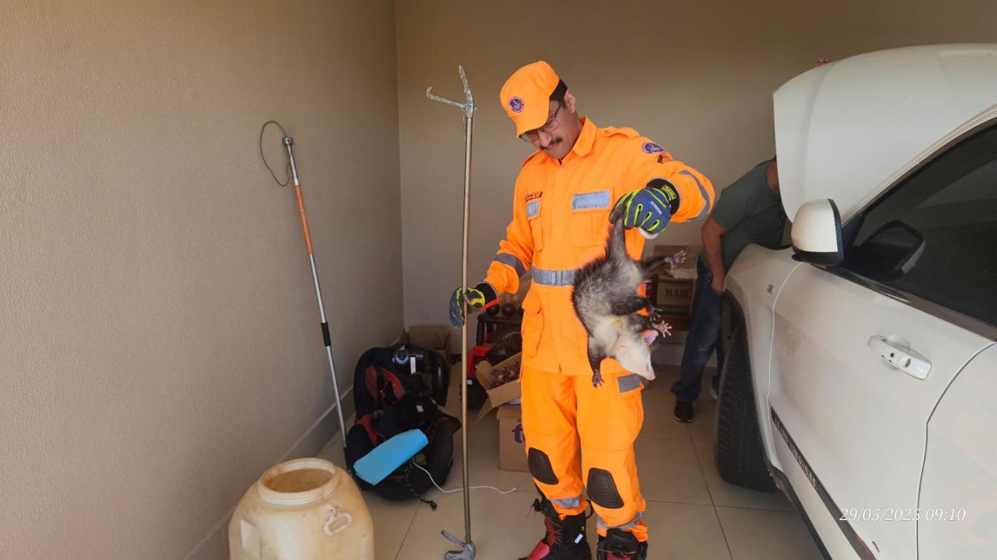 Gambá faz ninho em motor de carro; bombeiros fizeram captura