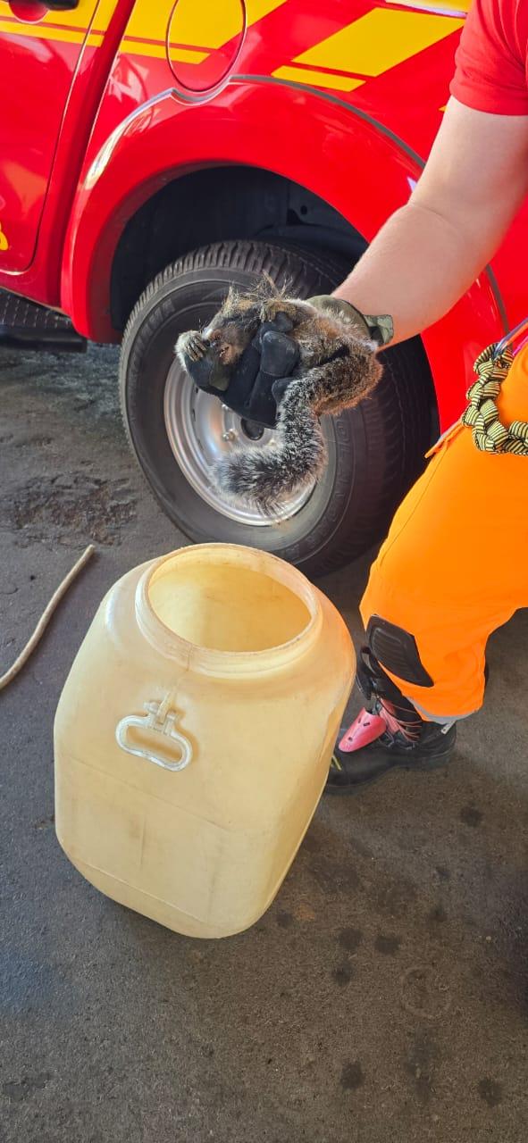 Bombeiros capturam mico-estrela escondido em painel de veículo em Araxá