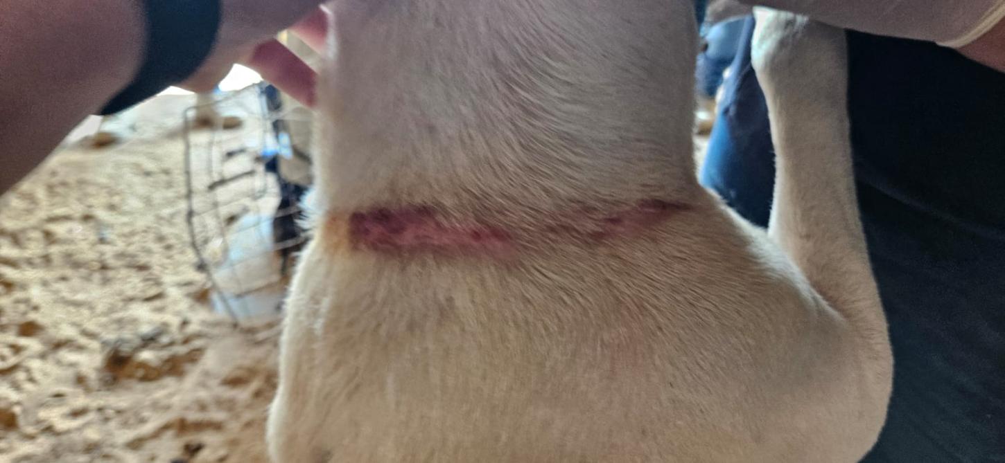 Mulher é presa suspeita de maus-tratos a pitbull