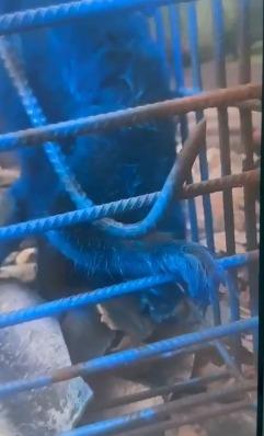 Polícia identifica autor de maus-tratos a macaco pintado de azul