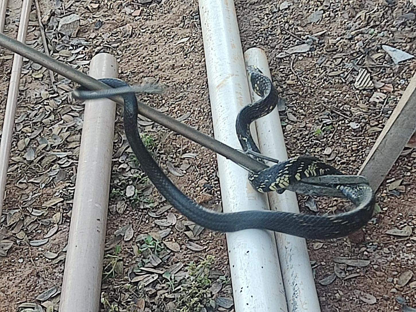 Bombeiros capturam cobra de dois metros em canteiro de obras em Araxá