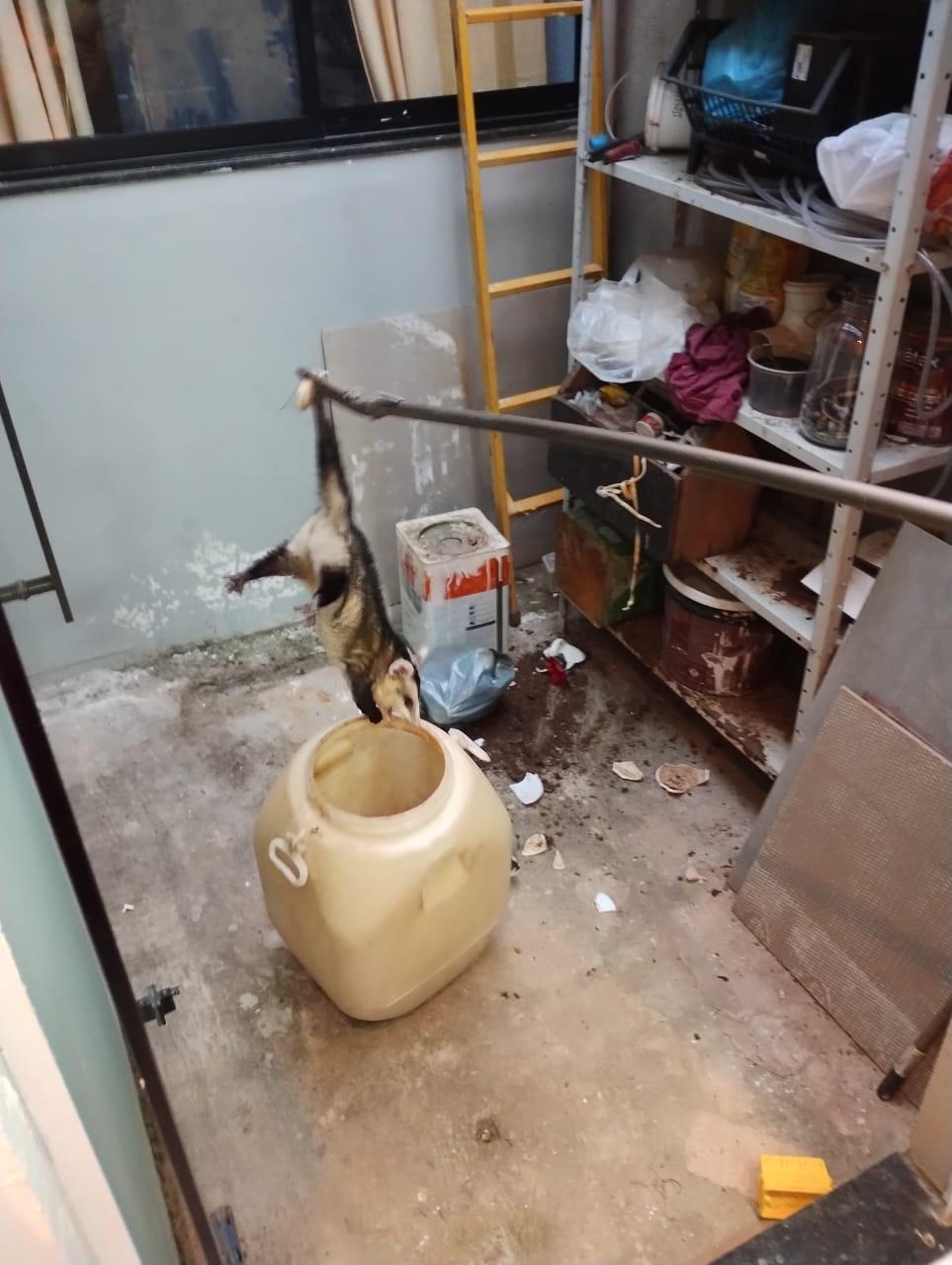 Bombeiros capturam gambá em residência no bairro Santo Antônio, em Araxá