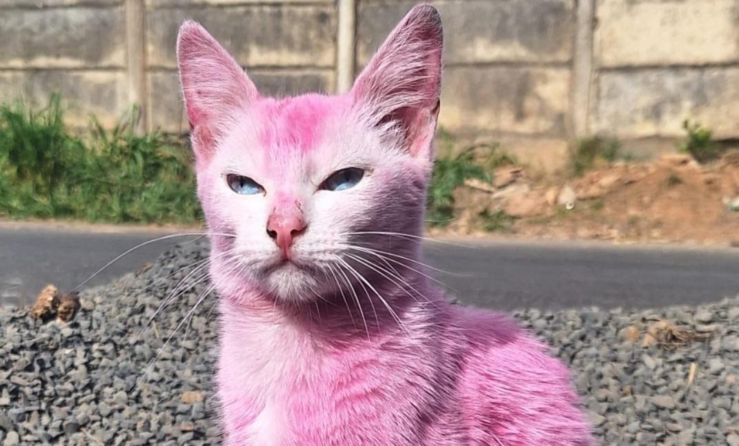 Caso da gata pintada de rosa: mulher investigada presta esclarecimentos em Araxá