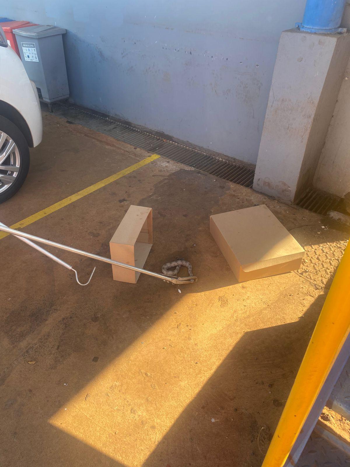 Jiboia de 50 cm é encontrada em caixa de papelão  