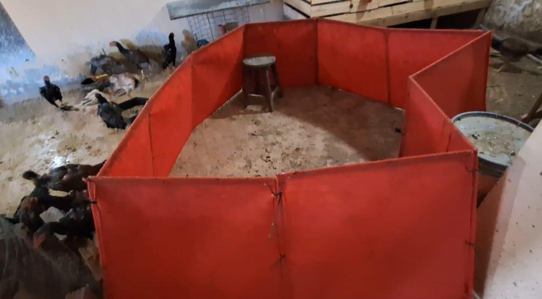 Polícia Civil resgata 48 galos vítimas de maus-tratos em Araxá