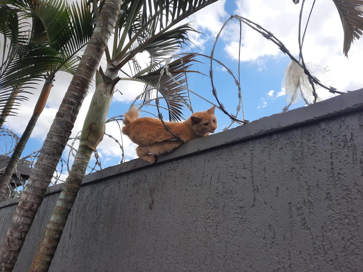 Bombeiros salvam gato preso em concertina 