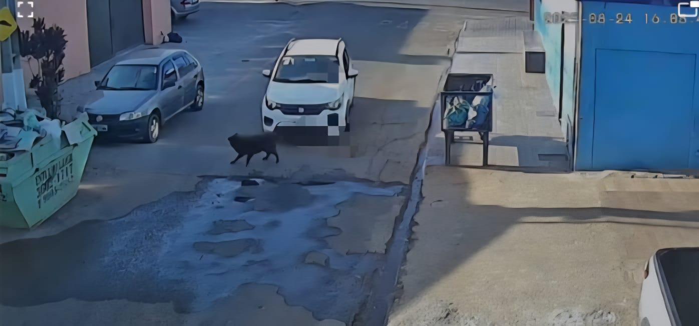 Polícia Civil identifica motorista de 77 anos suspeito de atropelar cadela em Araxá