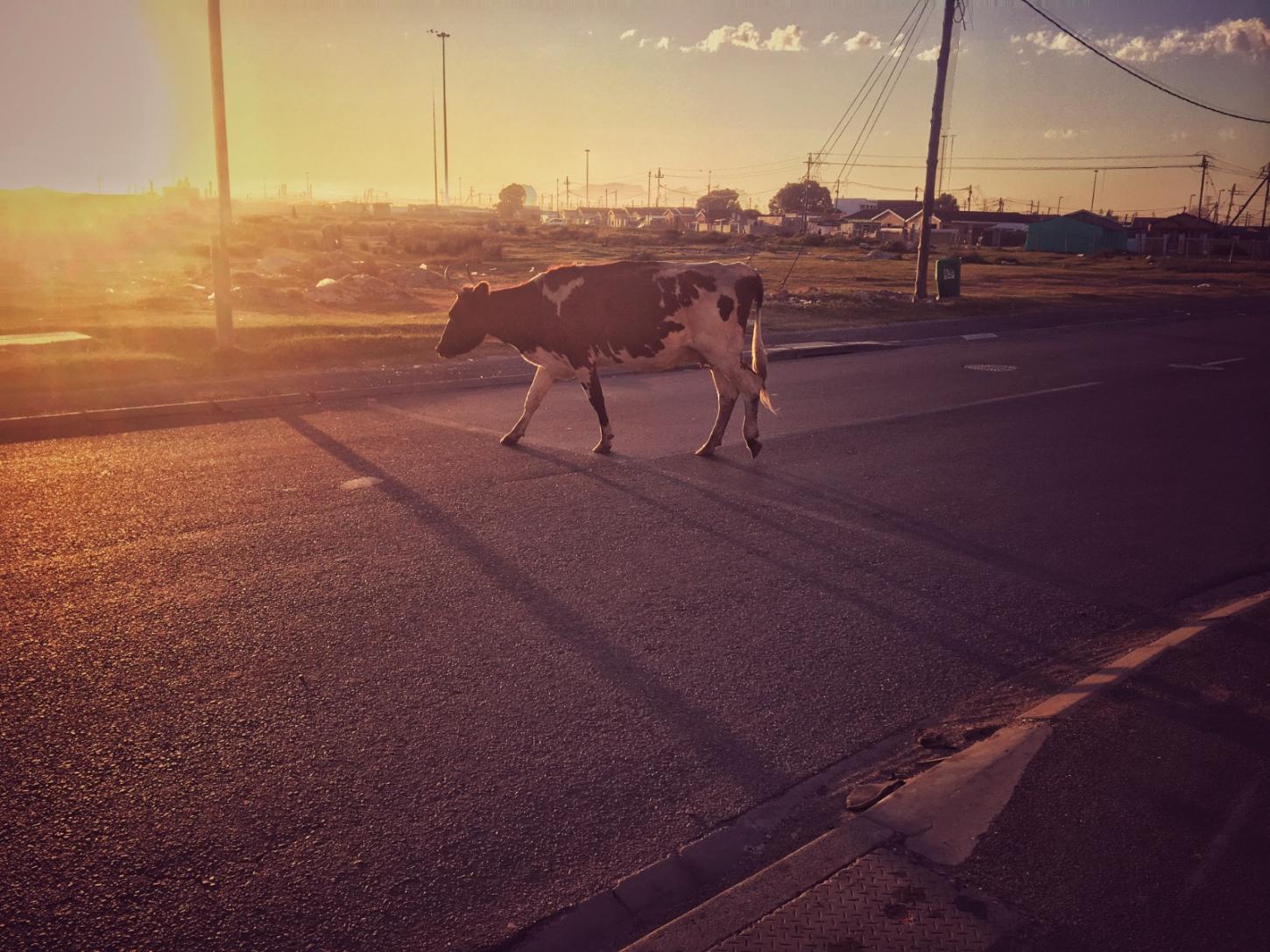 Prefeitura de Araxá realiza recolhimento de animais de médio e grande porte nas vias da cidade