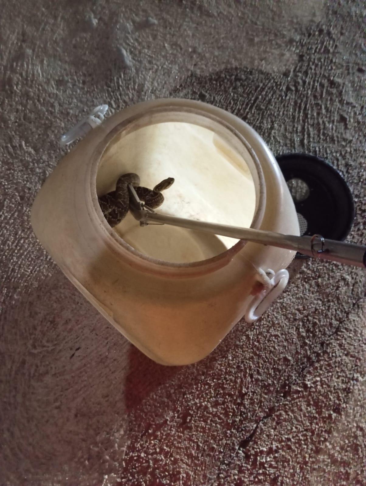 Bombeiros capturam cascavel em frente a residência em Araxá