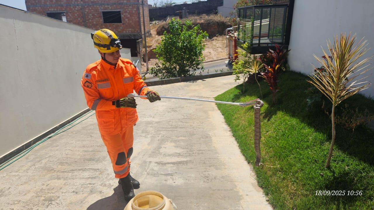 Bombeiros capturam jiboia de 1m em condomínio de Araxá