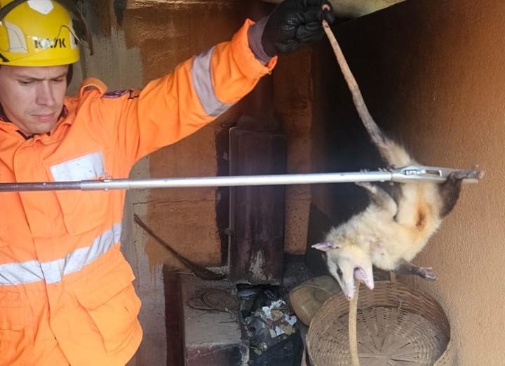 Bombeiros capturam família de gambás em residência em Araxá