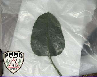 Quatro pessoas da mesma família sofrem intoxicação alimentar após consumir planta confundida com couve