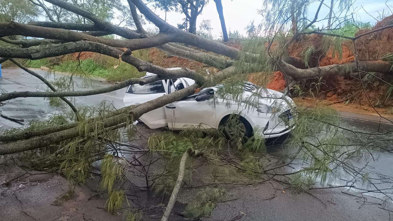 Árvore cai sobre carro na MG-230, durante chuva e deixa motorista ferido