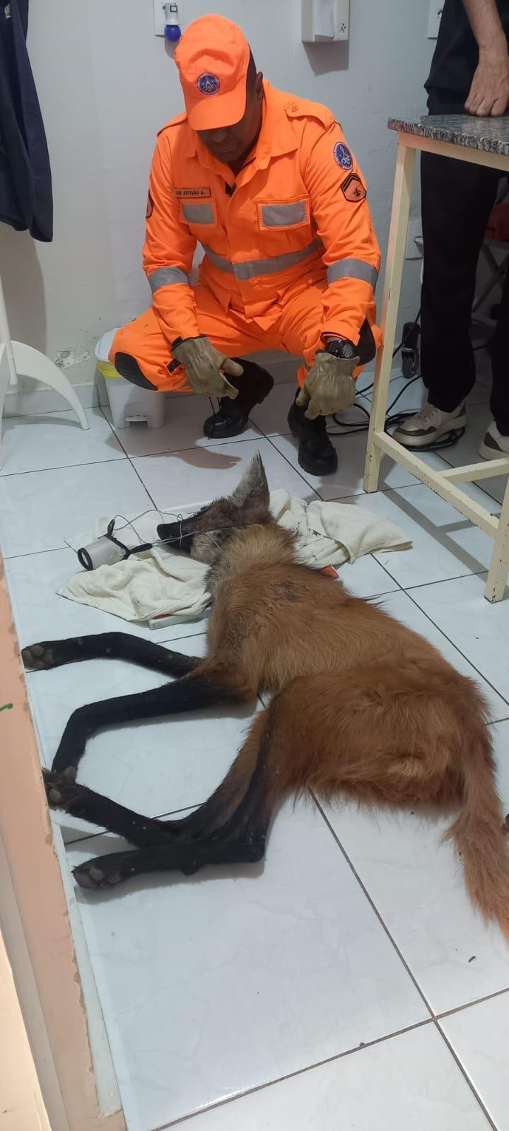 Lobo-guará ferido é resgatado pelo Corpo de Bombeiros na BR-146, mas não resiste aos ferimentos