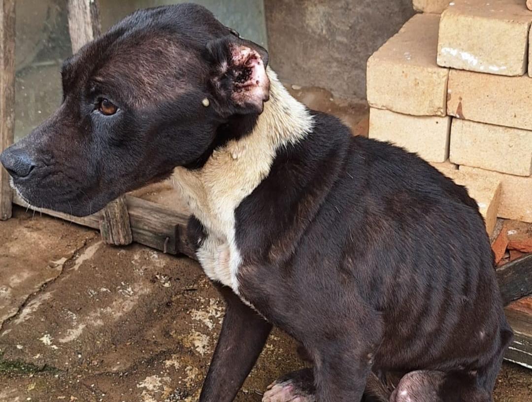Polícia Civil prende tutores de cães encontrados em situação de maus-tratos