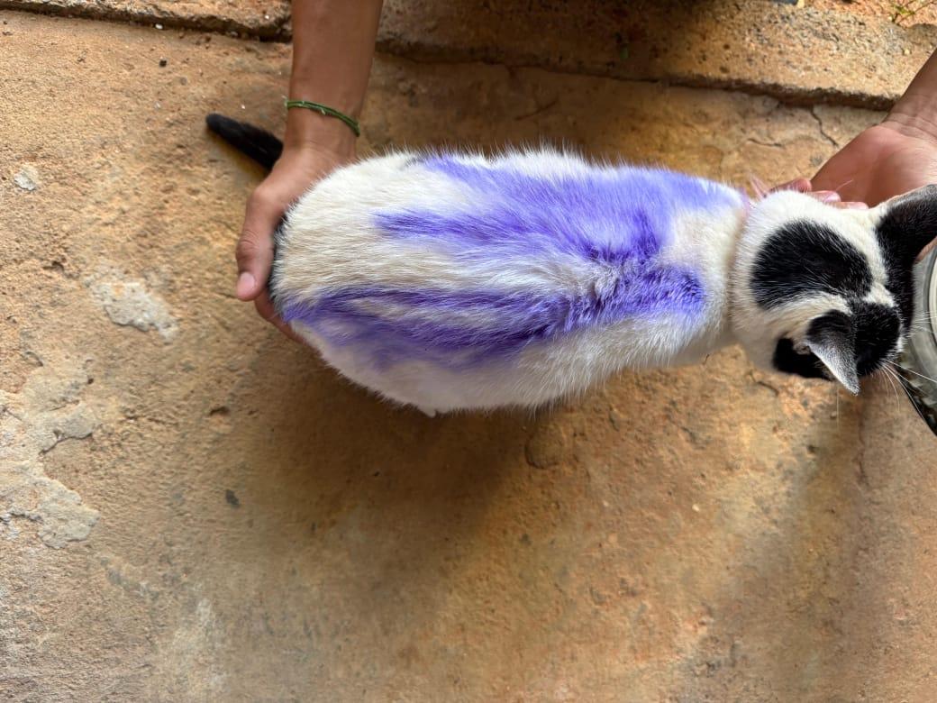 Polícia identifica homem que teria pichado gato