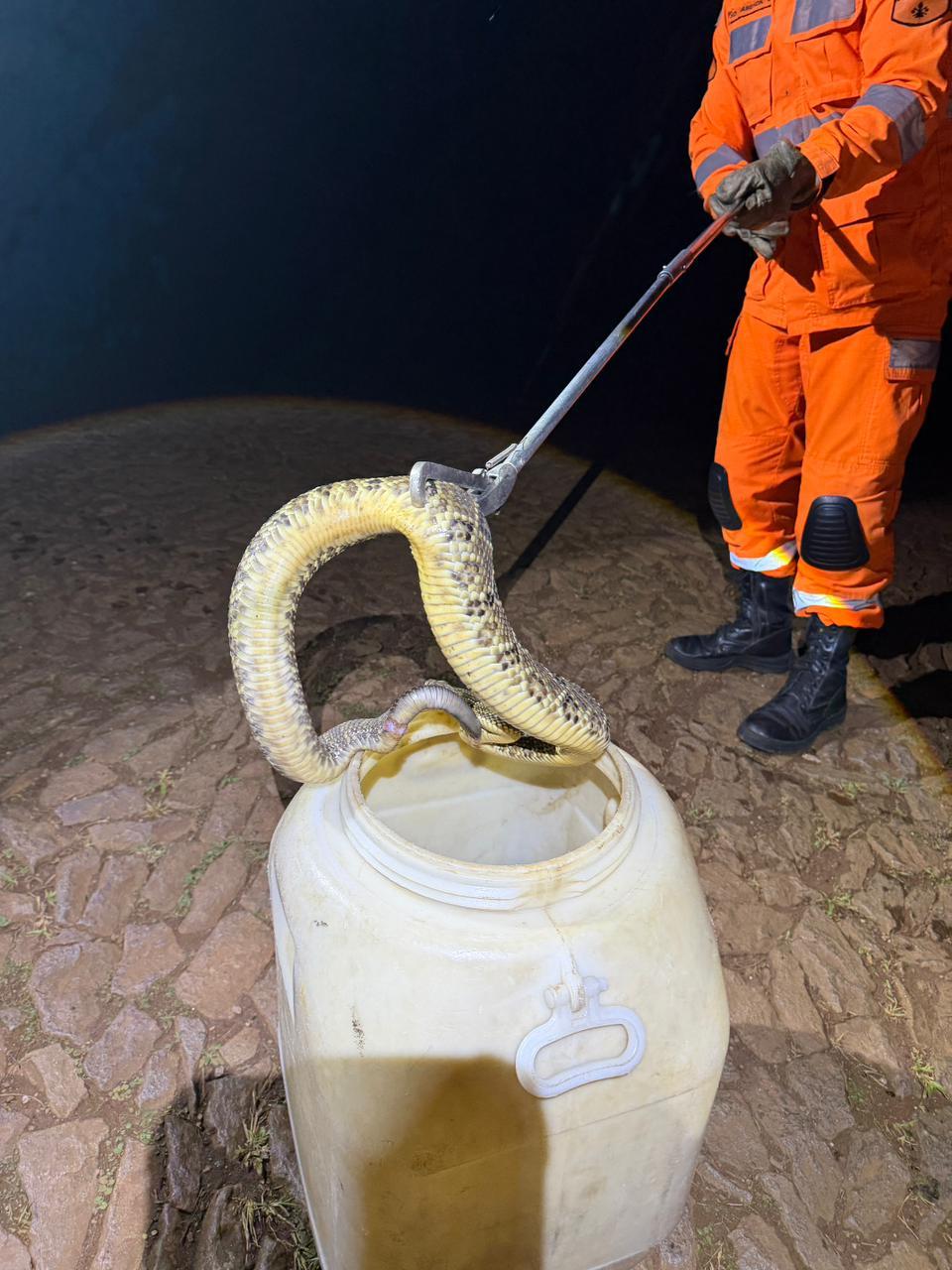 Bombeiros capturam cascavel de um metro em Araxá