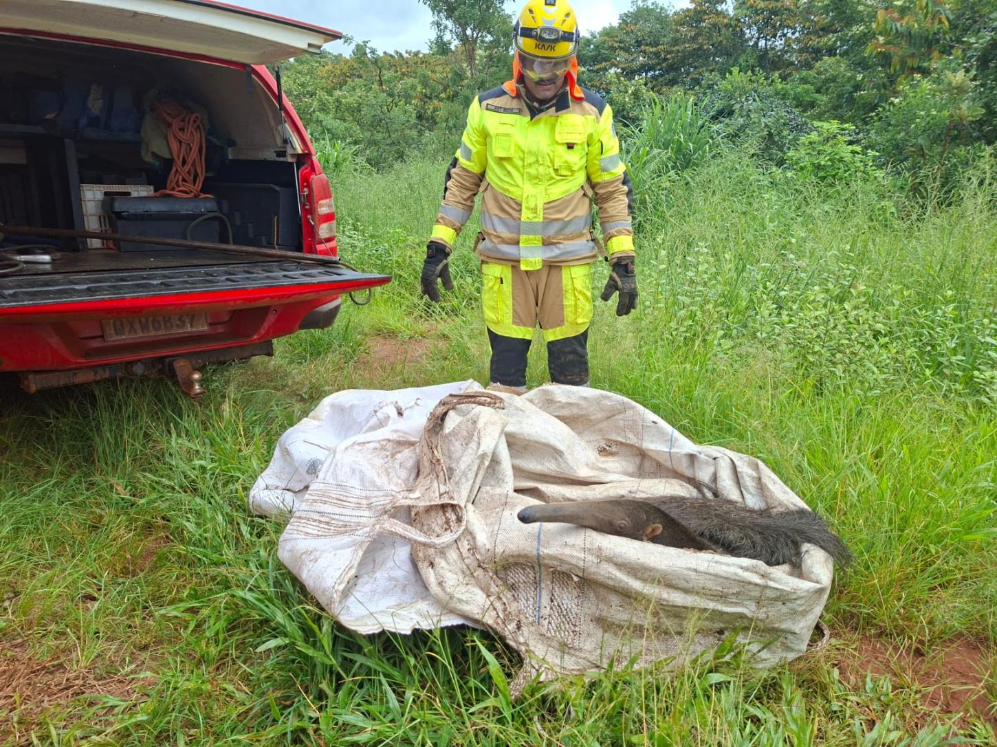 Bombeiros capturam tamanduá-bandeira em área industrial 