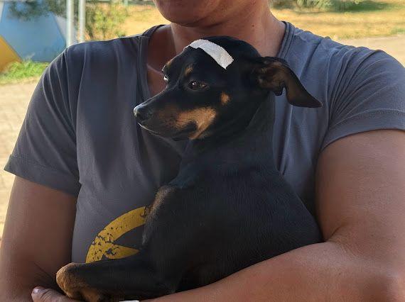 Araxá realiza mutirão com 450 castrações gratuitas de cães e gatos a partir de sexta-feira