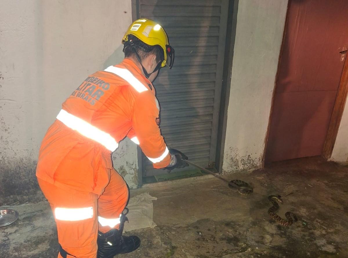 Bombeiros capturam duas cobras cascavel em residência de Araxá