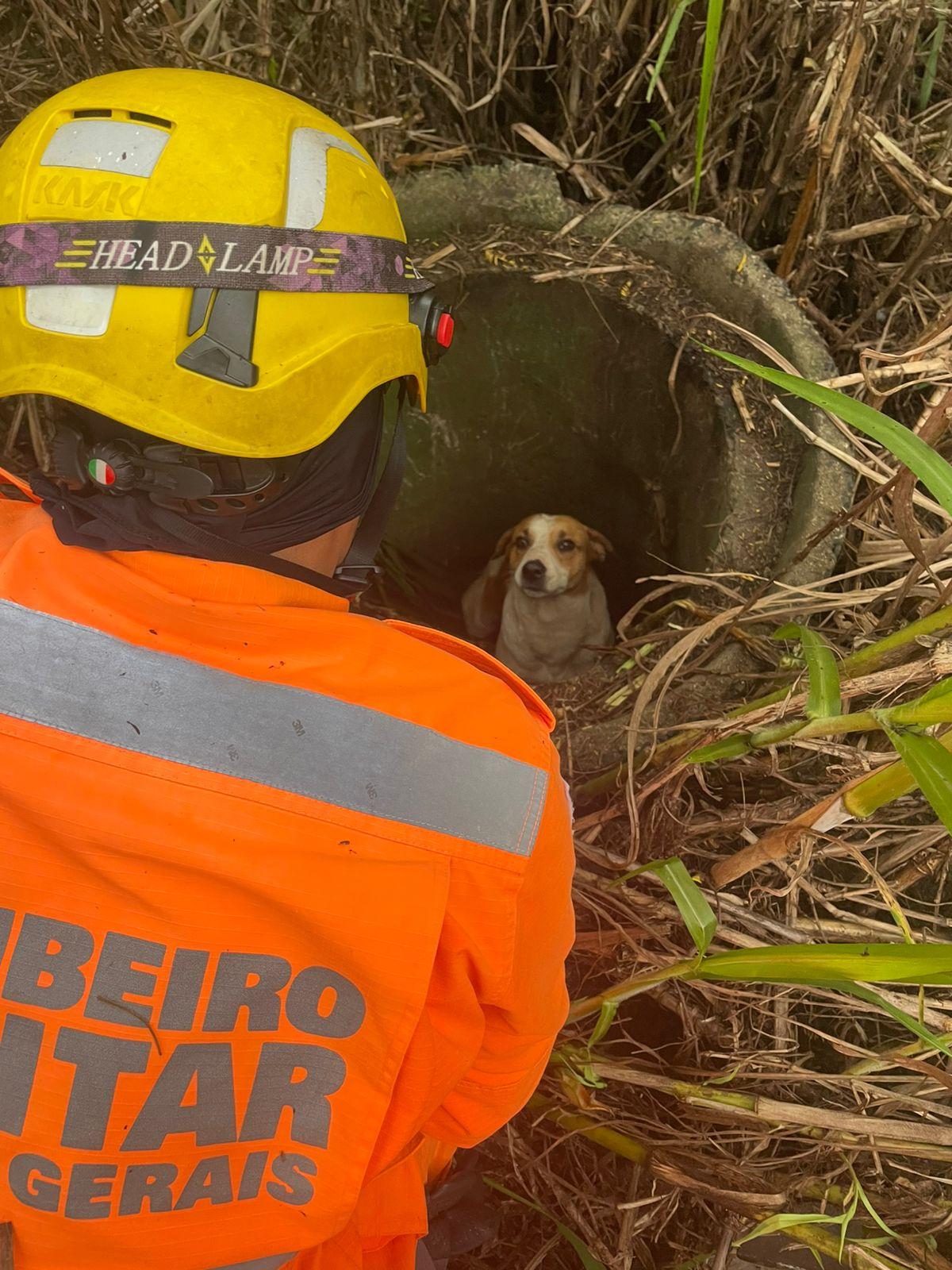Bombeiros resgatam cão em área de mata fechada em Araxá
