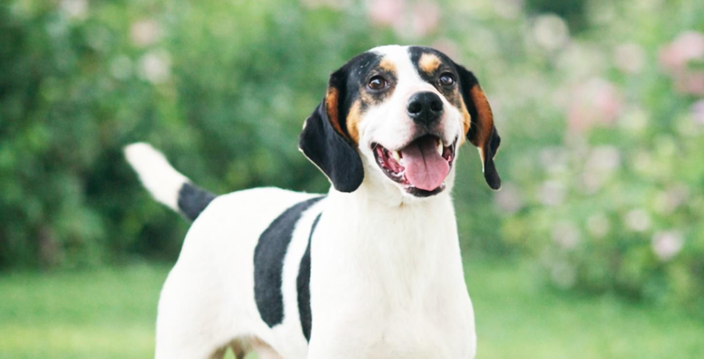 Canil Municipal lança a “Cãopanha Amor que Late” com mais de 150 animais disponíveis para adoção