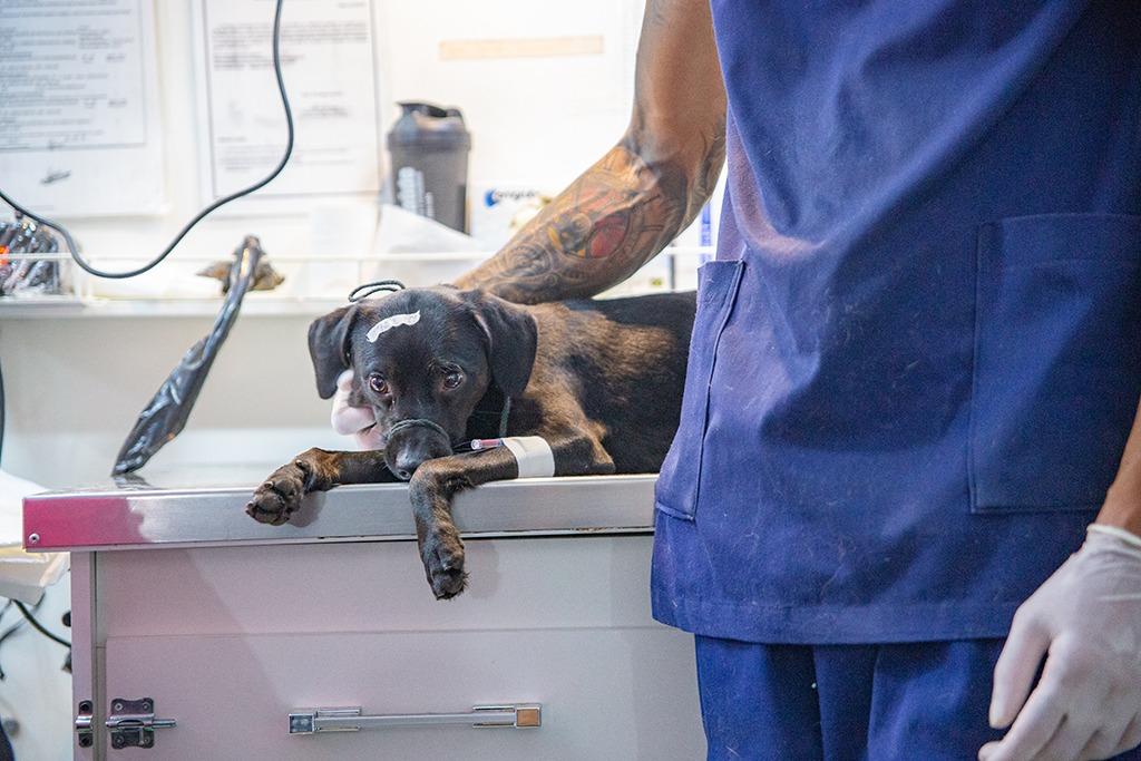 Mutirão de castrações gratuitas começa nesta sexta-feira em Araxá com novo local de atendimento