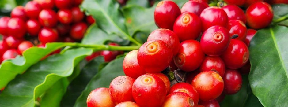 Exportações do agro mineiro somam US$ 3,93 bilhões no primeiro trimestre de 2026