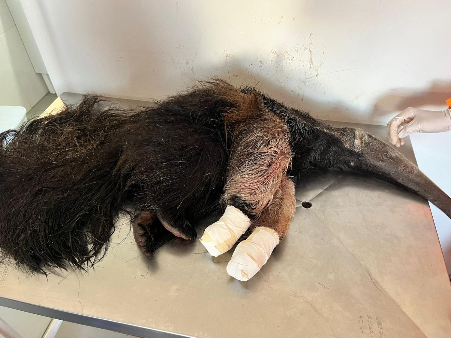 Tamanduá-bandeira atacado por cães é resgatado e levado para centro especializado